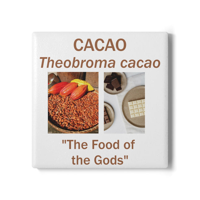 Cacao-Themed Ceramic Coaster Set – Botanical Tribute