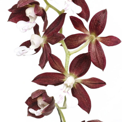 Orchid Stem Cell Serum