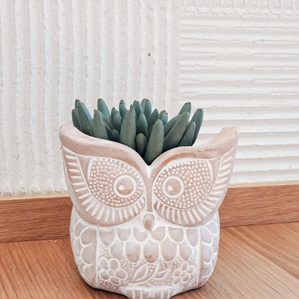 Terracotta Pot - Big Eye Owl-1