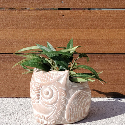 Terracotta Pot - Horned Owl-4