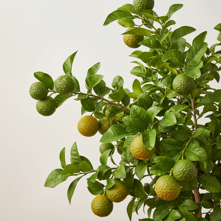 Bergamot essential oil 1 fl oz-1