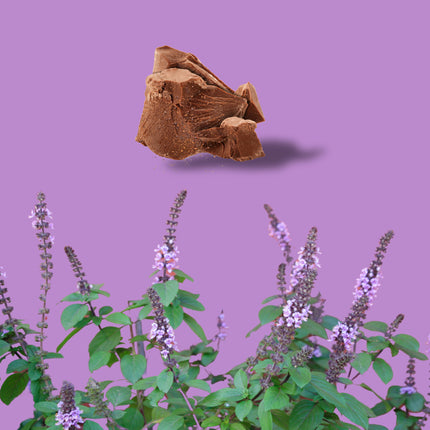 Hawaii Ceremonial Cacao (Elate & Elevate)-2