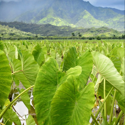 Hawaii Kulolo Kokoleka-10
