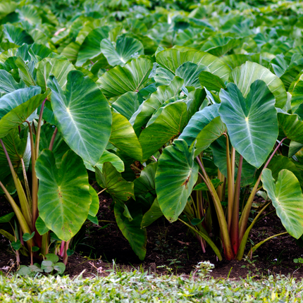Hawaii Kulolo Kokoleka-6