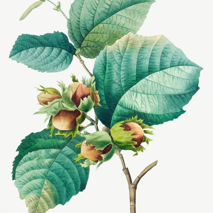 Hazelnut Natural Medium Roast – Freshly Roasted 12oz-2lb | Ethically Sourced-4