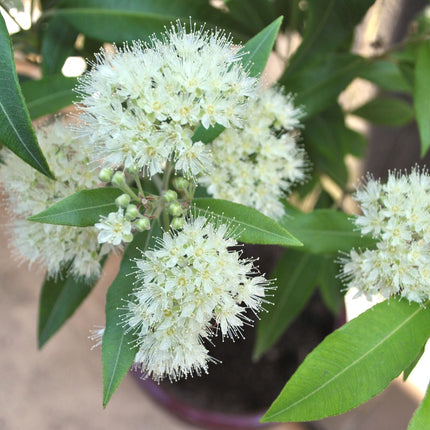 Essential Oil, Lemon Myrtle , 20ml-3