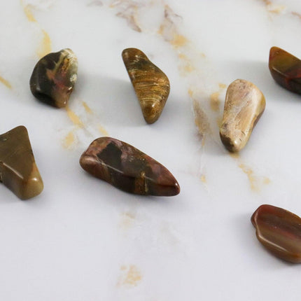 Fossil Wood Tumbled Stone-3