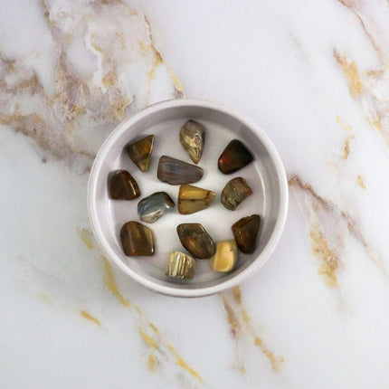 Fossil Wood Tumbled Stone-2