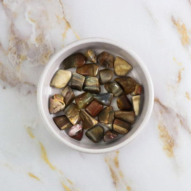 Fossil Wood Tumbled Stone-0