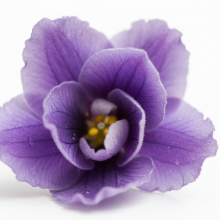 Violet Leaf absolute 1 fl oz